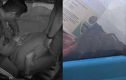 蜘蛛吊、財神到？養「大蘭多毒蛛」求生意興隆　台中毒販仍被逮　