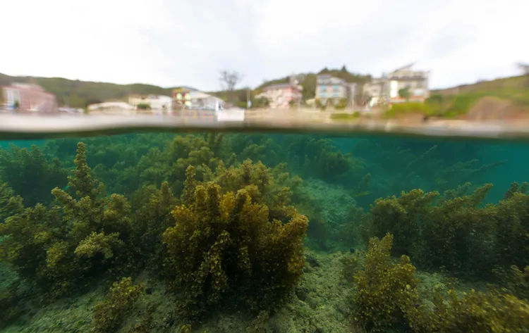 由柯金源執導「我們的島」節目紀錄片《海洋．恆春》入圍「最佳紀錄片」獎項。公視提供