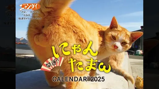 蛋蛋的好運?!2025貓咪睪丸日曆開始預購