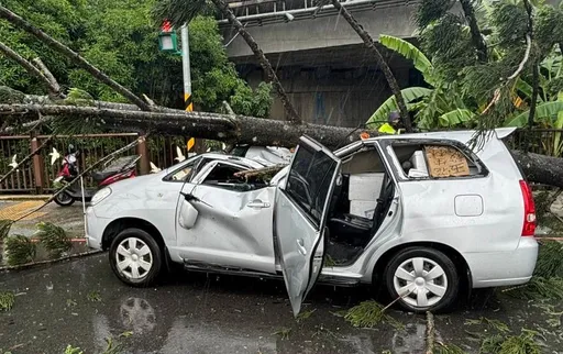新北午後暴雨 土城20公尺巨樹倒塌砸車!1女受傷送醫