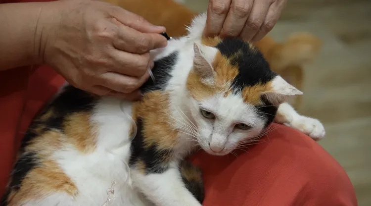 台灣動物緊急救援小組今天上午從高雄緊急寄送林格氏液至澎湖救急，完成跨海救援！救援小組提供