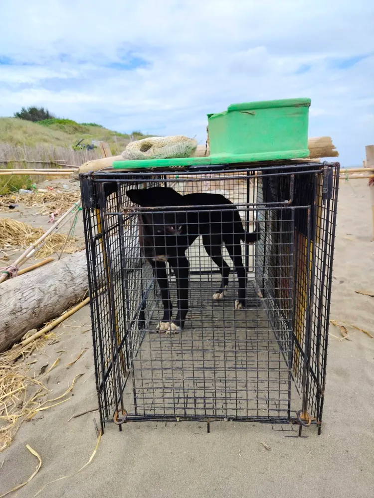 遊蕩犬被捕。動保處提供