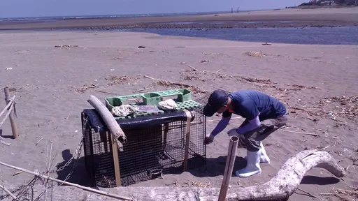 遊蕩犬出沒許厝港濕地!南遷候鳥受威脅 桃園動保處出動誘捕