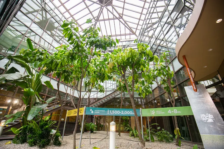 77巧克力共和國將可可樹搬上了美味療癒島。業者提供