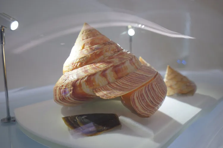 台博館曾展出龍宮貝。翻攝自台博館臉書