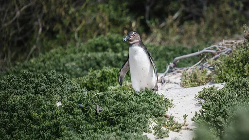 6歲企鵝參展大逃亡　首次脫離人類！野外2周跑游45公里超健康
