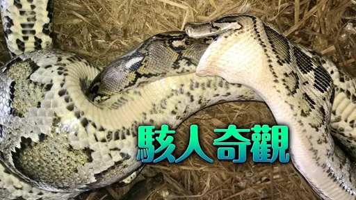 飽到天靈蓋!全球體型最大2種蛇類終極對決 科學家驚賭竟是牠成了大餐