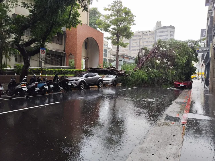 福星國小旁路樹倒塌。讀者提供