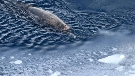 海洋生態重大發現!深海「隱士」浮出海面 巨獸南極冰洋現蹤