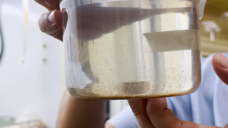 海洋浮游動物及其代謝的「糞粒」。 中山大學提供