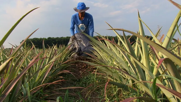 「好味土」只要直接灑在土壤上即可。無米樂影像工作室提供