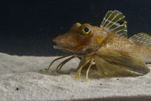 堪稱大自然最奇特演化　這條魚有蟹腳能海底走路