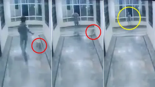 驚悚影片｜走廊追狗玩　牠右轉了...男大生卻衝出3樓窗戶摔死