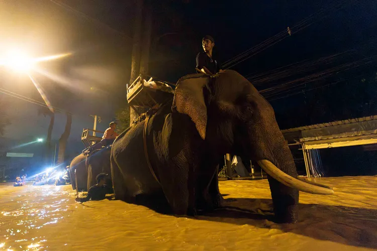 清邁街頭，被人類飼養的大象逃離當地的洪災。美聯社