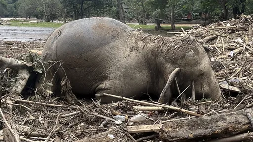 痛心慎入!泰北清邁洪災奪3命 保護區2隻大象淹死