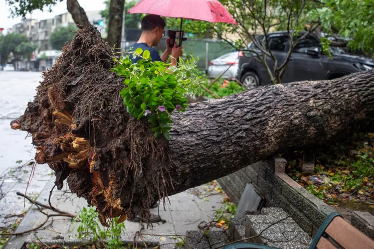 林口路樹倒塌。翻攝自林口大家庭臉書