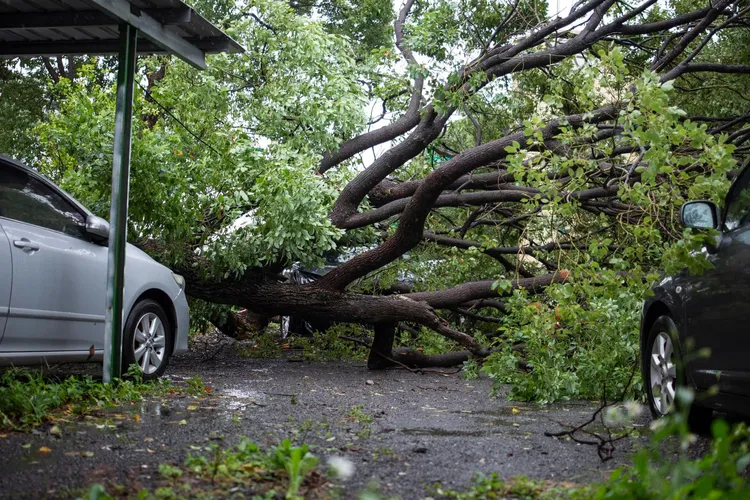 林口路樹倒塌。翻攝自林口大家庭臉書