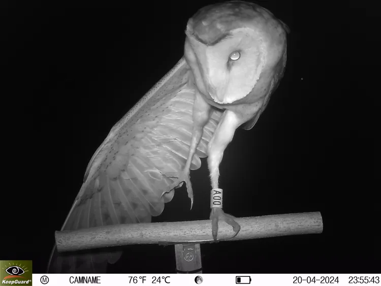 屏東縣瀕危物種生態服務給付農田區內近日成功拍攝到一隻草鴞，見證了保育行動獲得初步成效。縣府提供