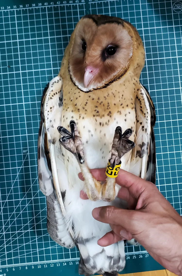 屏東縣瀕危物種生態服務給付農田區內近日成功拍攝到一隻草鴞，見證了保育行動獲得初步成效。縣府提供