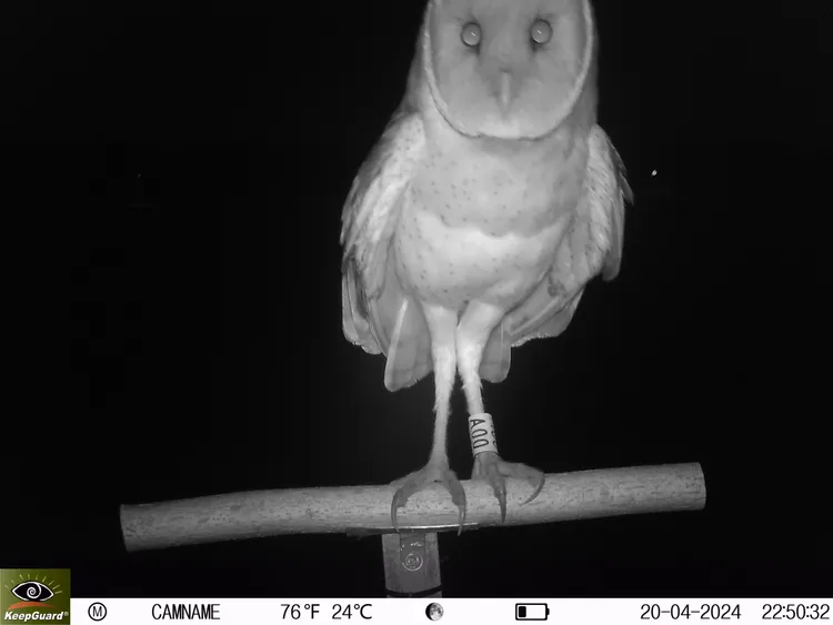 屏東縣瀕危物種生態服務給付農田區內近日成功拍攝到一隻草鴞，見證了保育行動獲得初步成效。縣府提供