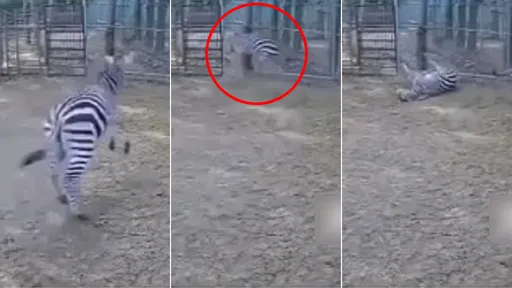 斑馬突然「狂奔撞牆自殺」陳屍動物園 遊客目睹:哈哈撞暈了