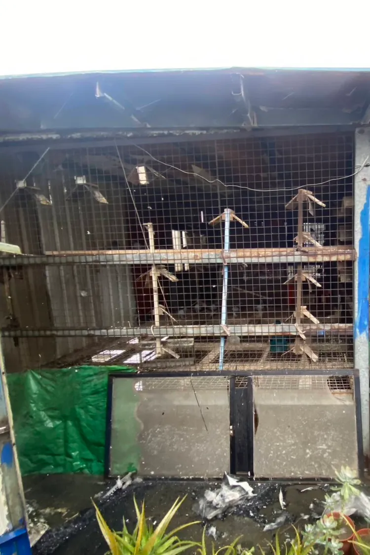 基地台一旁就是鴿舍，10幾隻鴿子被煙燻，但幸運無事。翻攝畫面