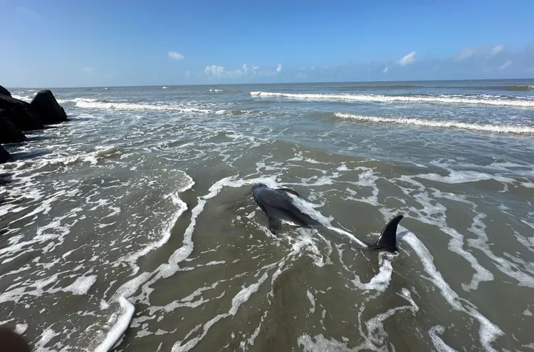 小虎鯨擱淺，海巡動員搶救。海巡提供