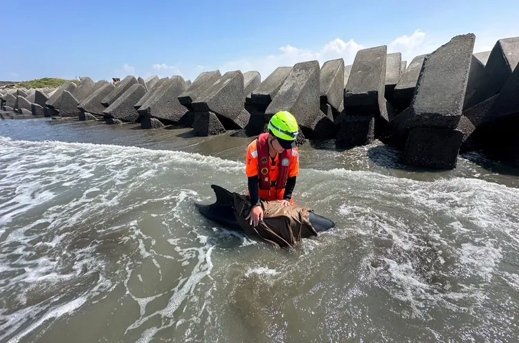 小虎鯨擱淺，海巡動員搶救。海巡提供