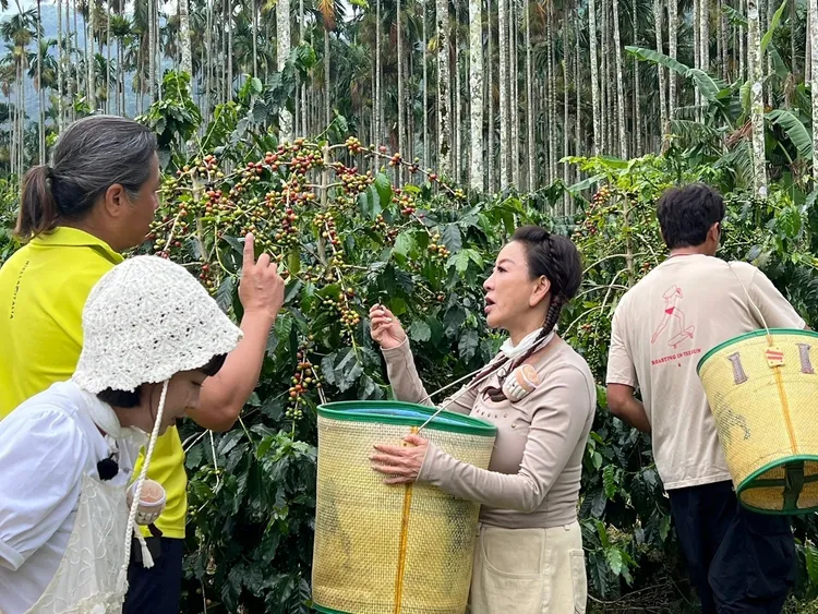 籃籃（左起）、楊繡惠體驗採收咖啡豆。民視提供