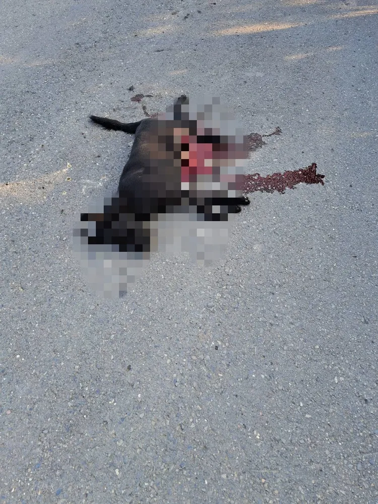 狗兒被巨輪輾壓，當場送命。翻攝畫面