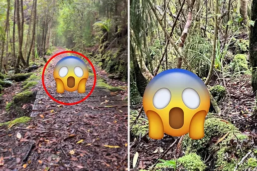 樹林巧遇罕見「行走沙威瑪」 幸運拍到身影