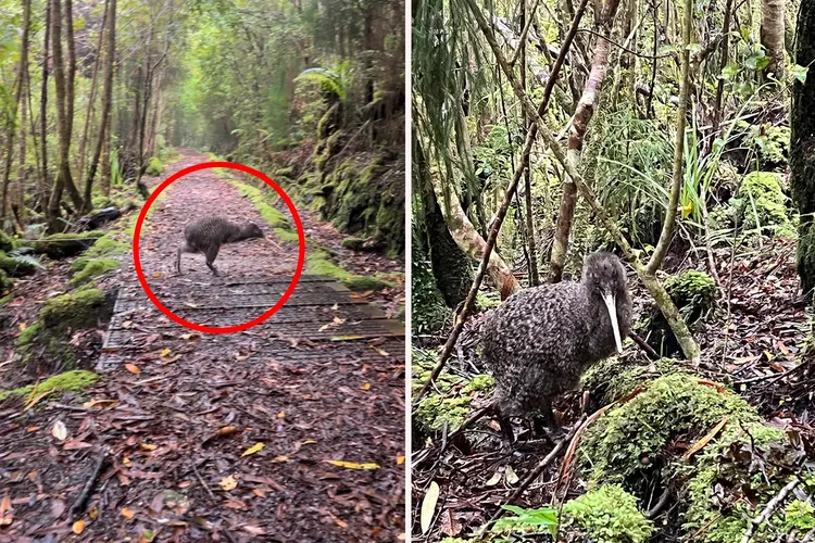 圖中的鳥類是奇異鳥的一種。Yahoo! News