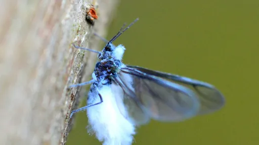日本北海道恐再次雪蟲大爆發 民眾將面對「冬季使者」臭味撲鼻