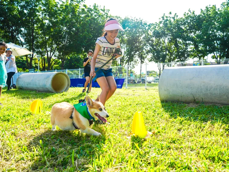 「犬力衝刺障礙賽」有8大障礙，歡迎民眾帶毛孩一起來體驗。高雄市動保處提供