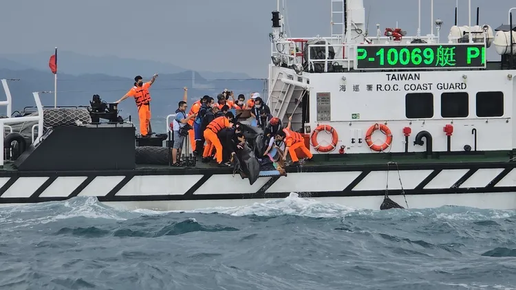 擱淺臺中鷺鷥林沙灘的瓜頭鯨，10日在臺灣東北角海域進行野放。海保署提供