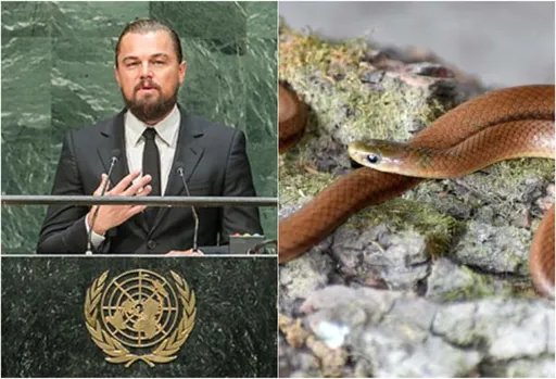 西喜馬拉雅山區發現新蛇種 以影帝李奧納多狄卡皮歐命名原因曝