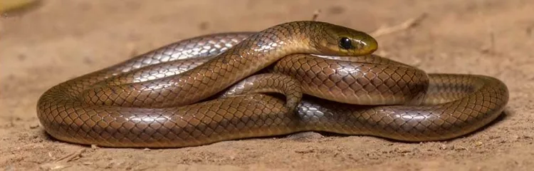 現在你可以叫牠——李奧納多狄卡皮歐之蛇。翻攝NY Post