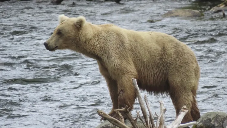 胖熊查克佔據捕食魚類的優越位置。美聯社