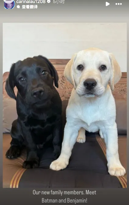 劉嘉玲和梁朝偉新增兩個家庭成員。翻攝劉嘉玲IG