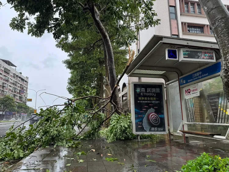 民權東路六段路樹折斷險砸中公車站。彭欣偉攝