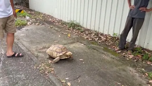 蘇卡達象龜颱風前逃家逛大街 台中警協助「物『龜』原主」