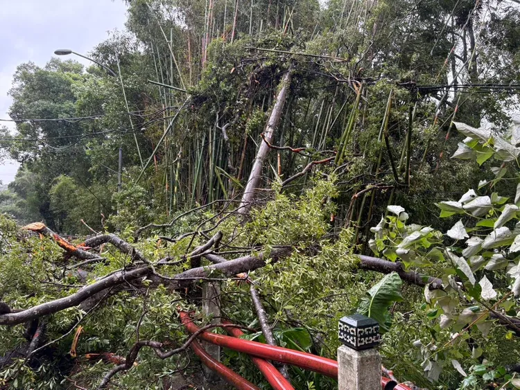 復興區風強雨驟，造成多處路樹倒塌壓到電線。桃園區營業處提供
