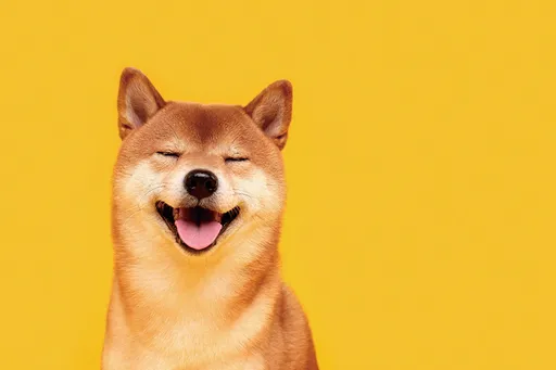 壹蘋派生活美語　聰明獨立的霸道總「柴」