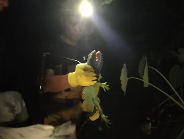 移除亞洲水龍。新竹縣府提供