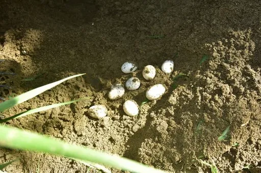 竹縣「除龍計畫」！2年移除逾千隻　首次發現亞洲水龍產蛋孵化地