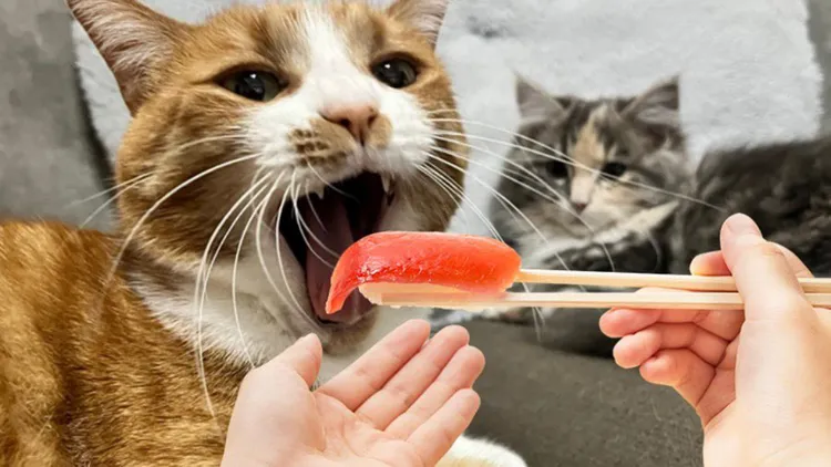 網友惡搞圖。翻攝自X