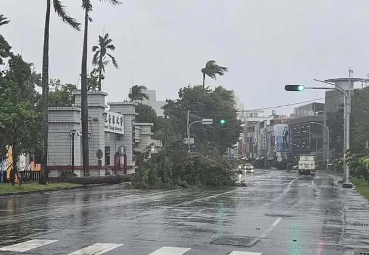 台東市區3米高路樹被強風吹倒。民眾提供