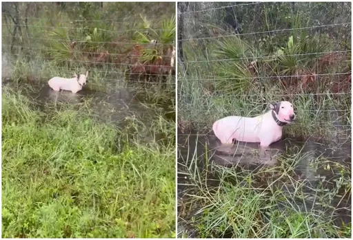 颶風來臨前遭人惡意綁住遺棄等死 狗狗現狀曝光