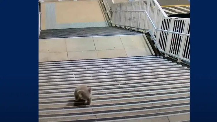 該無尾熊在樓梯上爬向天橋。翻攝自《衛報》