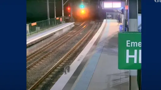 無尾熊闖誤闖雪梨車站 好奇通勤族上前跟拍